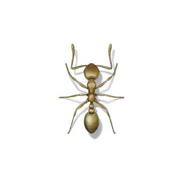 Pharaoh ant identification in El Paso Texas - Pest Defense Solutions