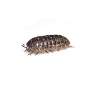 Pillbug identification in El Paso Texas - Pest Defense Solutions