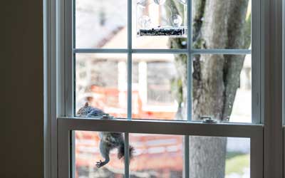 Prevent wildlife from entering your home with Pest Defense Solutions in El Paso Texas