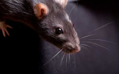 Rodent pest control provided by Pest Defense Solutions in El Paso TX