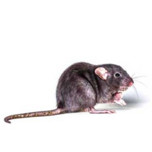 Roof rat identification in El Paso Texas - Pest Defense Solutions