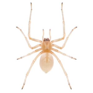 Sac spider identification in El Paso Texas - Pest Defense Solutions