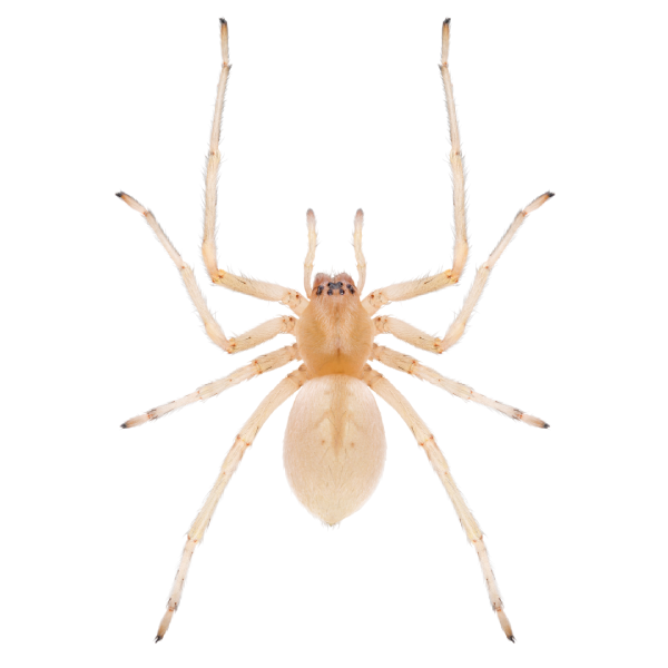 Sac spider identification in El Paso Texas - Pest Defense Solutions