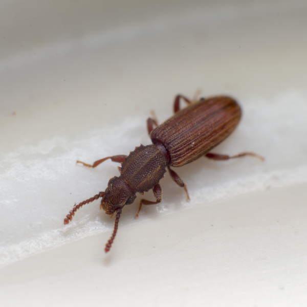 Sawtoothed grain beetle identification in El Paso Texas - Pest Defense Solutions