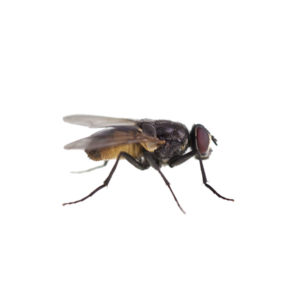 Stable fly identification in El Paso Texas - Pest Defense Solutions