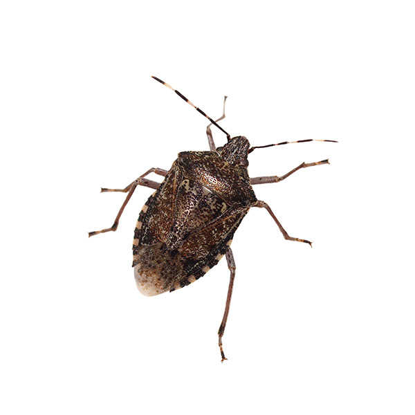 Stink bug identification in El Paso - Pest Defense Solutions