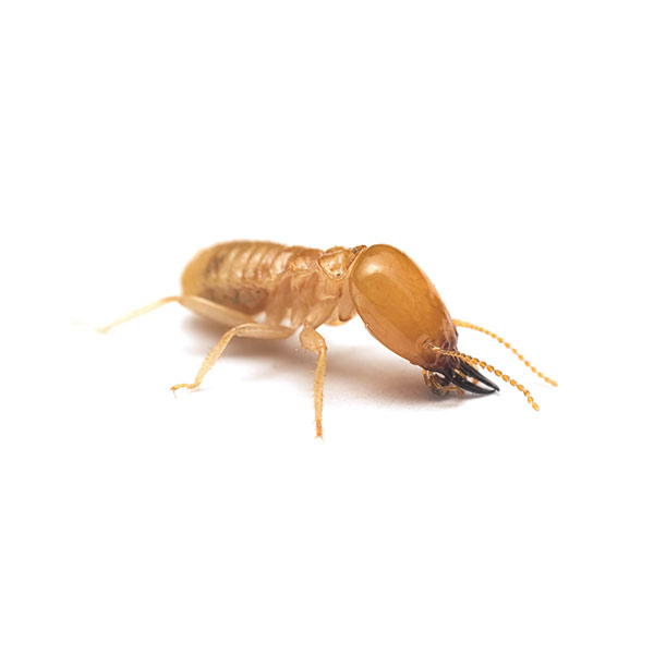 Subterranean termite identification in El Paso Texas - Pest Defense Solutions