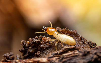 What Termites Are in El Paso TX - Pest Defense Solutions