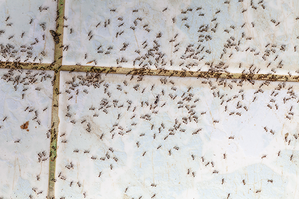 Signs of an Ant Infestation in EL Paso Texas; Call Pest Defense Solutions for ant treatment