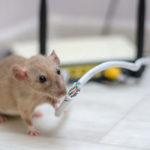 Rats chew on wires and create hazards in El Paso TX homes. Texas Pest Control shares info on the dangers of rodents.
