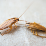 German cockroaches are one of the most common roach problems in the El Paso TX area - Pest Defense Solutions