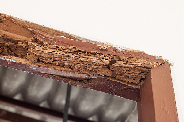 Termite Treatment service performed by Pest Defense Solutions in El Paso