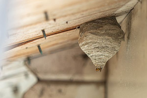 Wasp Nest Removal performed by Pest Defense Solutions in El Paso