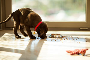 Picking up pet food is a good way to prevent ants in your El Paso Texas home - Pest Defense Solutions