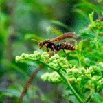 Learn about summertime wasps in El Paso Texas - Pest Defense Solutions