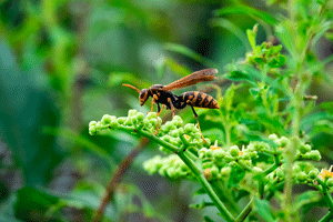Learn about summertime wasps in El Paso Texas - Pest Defense Solutions