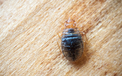 Bed bug myths in El Paso Texas - Pest Defense Solutions