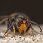 Murder hornets - Info from Pest Defense Solutions in El Paso Texas
