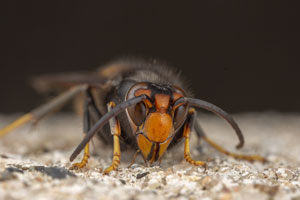 Murder hornets - Info from Pest Defense Solutions in El Paso Texas
