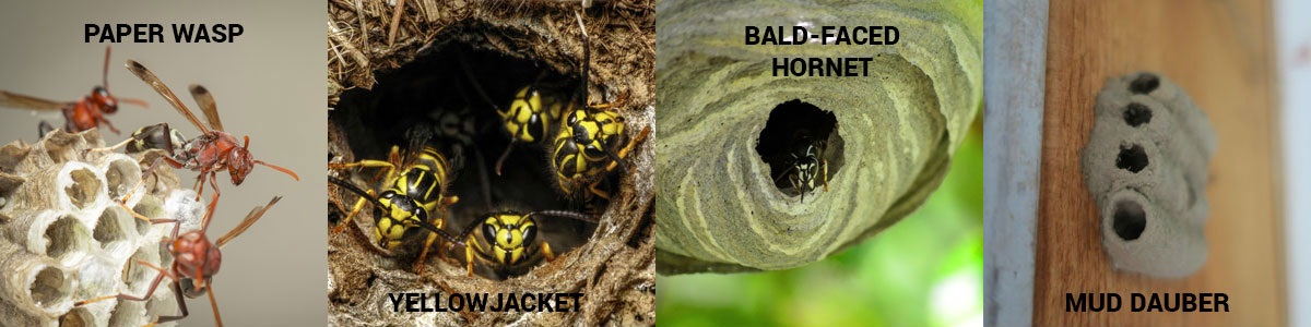 Identifying different wasp nests in El Paso TX - Pest Defense Solutions