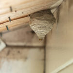 Wasp nest identification in El Paso TX - Pest Defense Solutions