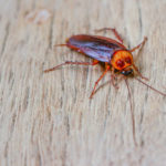 Summer cockroaches can be a dangerous pest problem in El Paso TX - Pest Defense Solutions