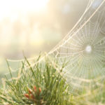 Fall spider problems in El Paso Texas - Pest Defense Solutions