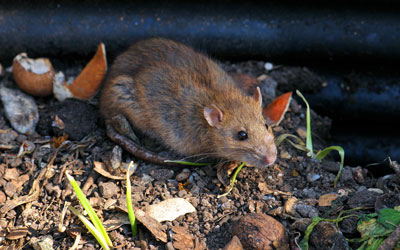 Rodents get inside El Paso TX homes in the fall - Pest Defense Solutions