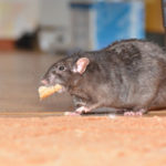 Rodents enter El Paso TX homes during the pandemic - Pest Defense Solutions