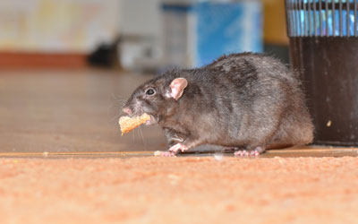 Rodents enter El Paso TX homes during the pandemic - Pest Defense Solutions
