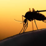 Mosquitoes are a common seasonal pest in El Paso TX - Pest Defense Solutions