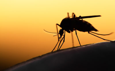 Mosquitoes are a common seasonal pest in El Paso TX - Pest Defense Solutions