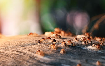 Termites are a common fall and winter pest problem in El Paso Texas - Pest Defense Solutions