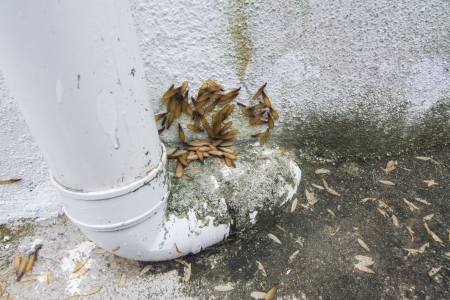 Where do termites live? Pest Defense Solutions