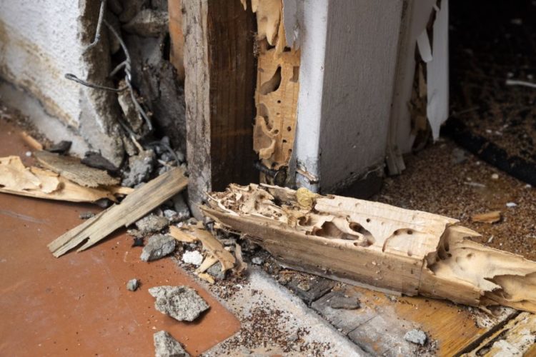 How Much Damage Can Termites Cause In El Paso? Pest Defense Solutions