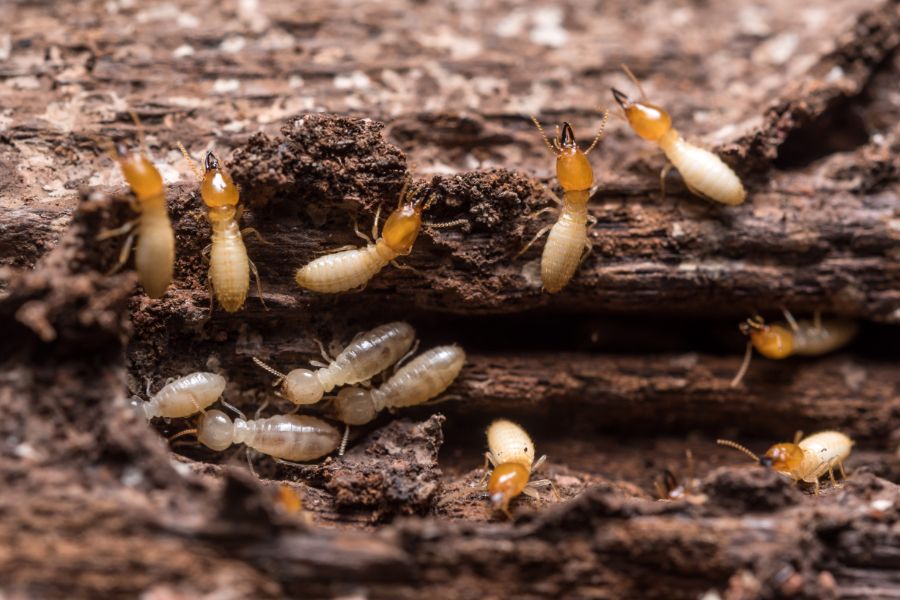 When is termite season in El Paso? Pest Defense Solutions