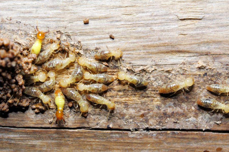 What do termites damage in El Paso TX? Pest Defense Solutions
