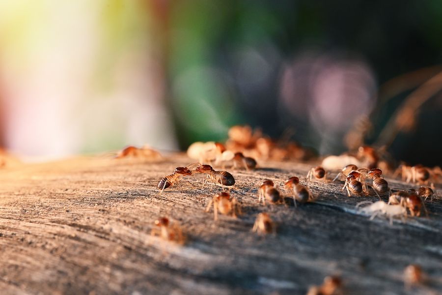 How do I rid of termites in my home in my El Paso home? Pest Defense Solutions
