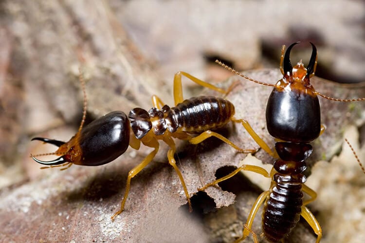 What is the life cycle of a termite? Pest Defense Solutions