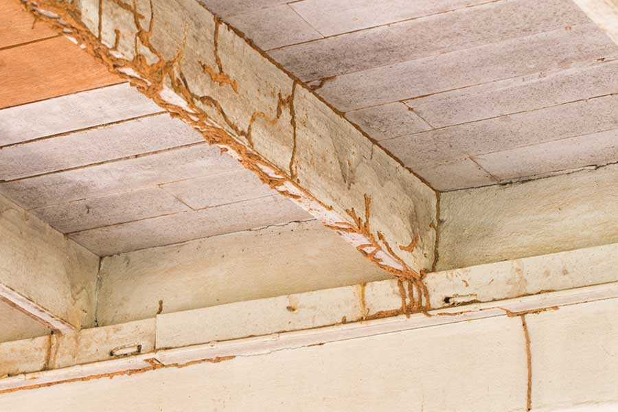 How much does termite damage cost to repair in El Paso Tx? Pest Defense Solutions