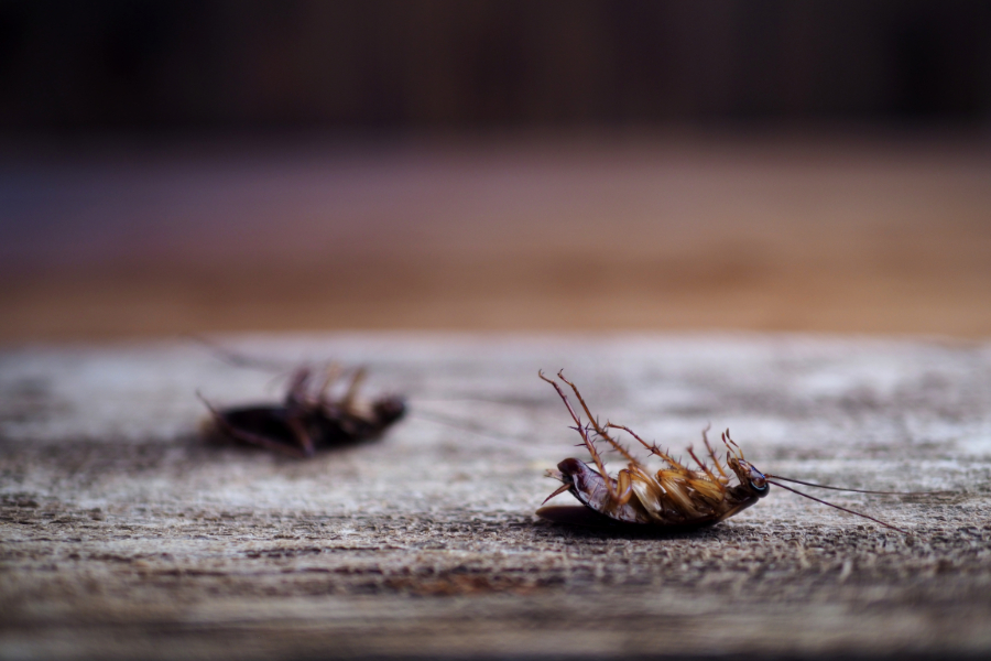 Will termite treatment kill other bugs in El Paso TX? Pest Defense Solutions