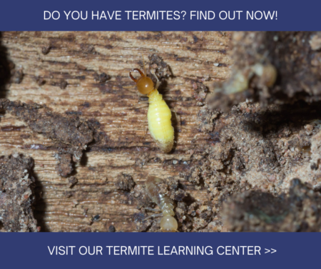 Termite Learning Center in El Paso Texas - Pest Defense Solutions