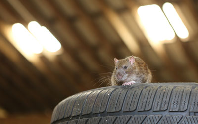 How to prevent pests in your garage in El Paso TX - Pest Defense Solutions