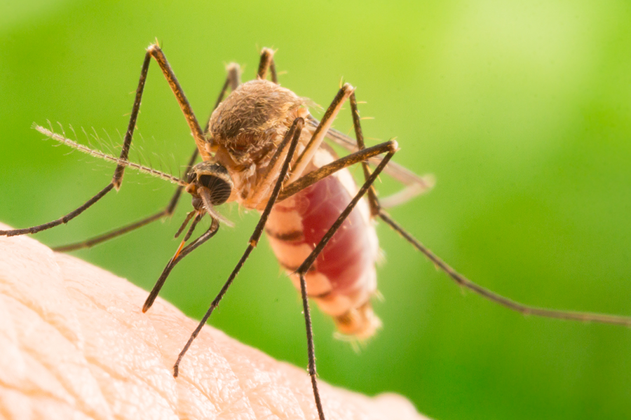 Mosquito Identification in El Paso Texas - Pest Defense Solutions