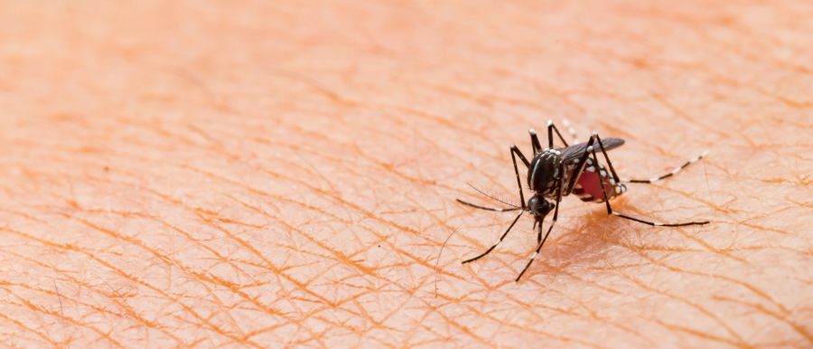 Do mosquitoes bite in El Paso Texas - Pest Defense Solutions