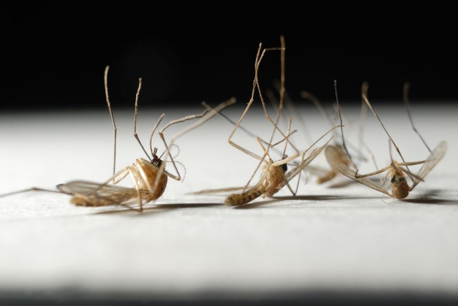 lifespan of mosquitoes in El Paso Texas - Pest Defense Solutions