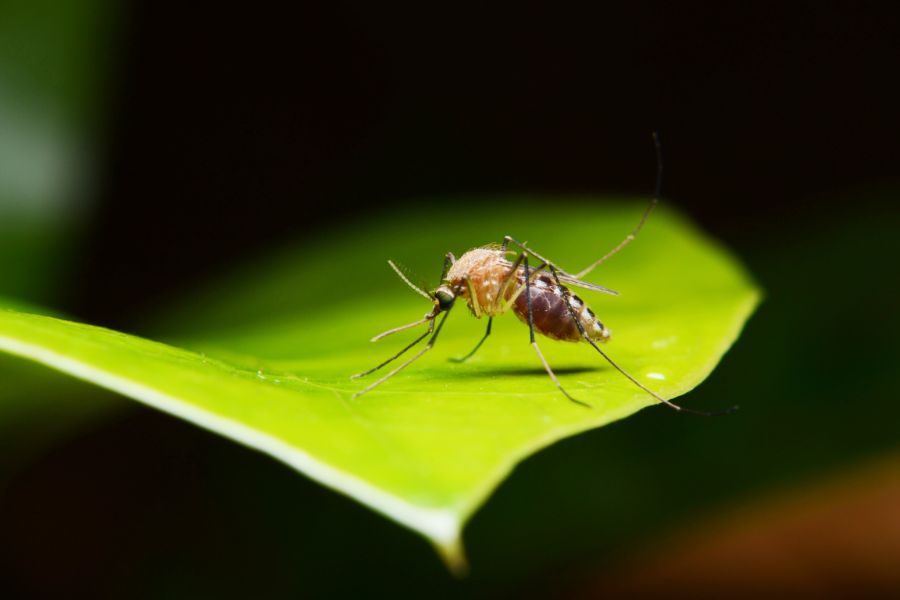 What Do Mosquitoes Eat in El Paso Texas - Pest Defense Solutions