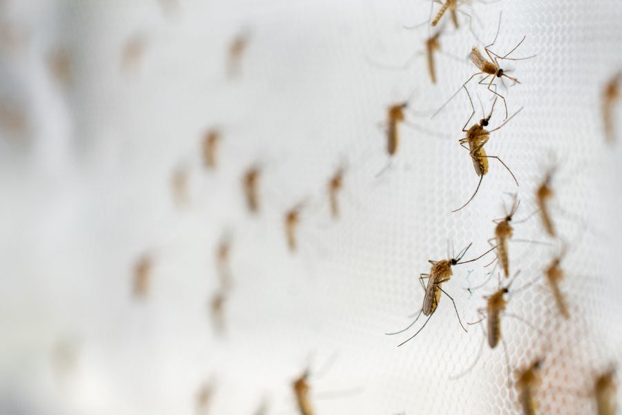 Where Do Mosquitoes Breed in El Paso Texas - Pest Defense Solutions