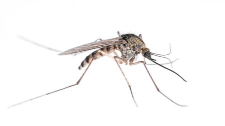 What Do Mosquitoes Look Like in El Paso Texas - Pest Defense Solutions