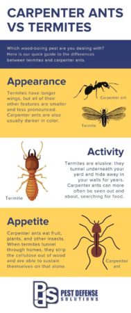 Differences between carpenter ants and termites in El Paso TX - Pest Defense Solutions